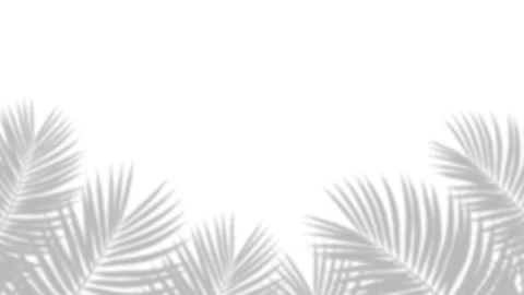 Minimalist Tropical Palm Leaf Shadow Overlay on White Background. Stock Footage 340880071
