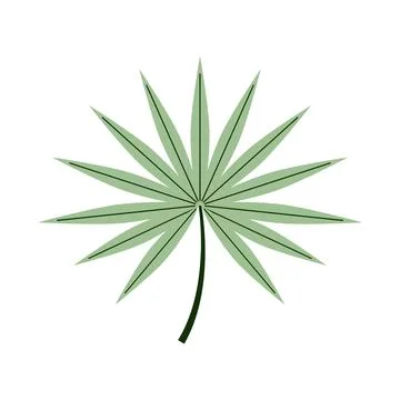 Minimalist tropical palm leaf vector illustration 스톡 일러스트