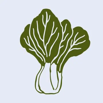Minimalist vector illustration of a fresh bok choy cabbage. This clean hand Stock Illustration