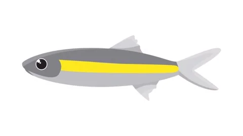 Minimalist Vector Illustration of a Grey Fish with Yellow Stripe Icon Animation Stock Footage 345931106