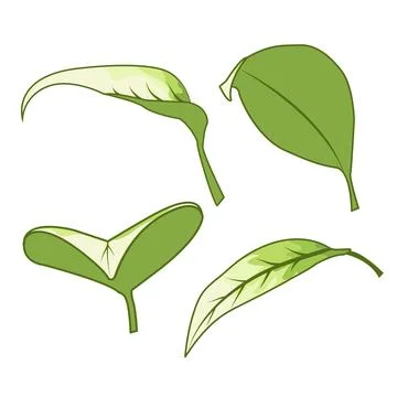 A minimalist vector illustration of leaves Stock Illustration