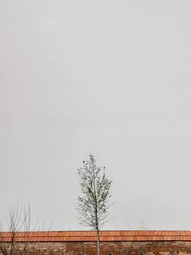 Minimalist view featuring young tree growing behind brick wall, complemented by Foto stock