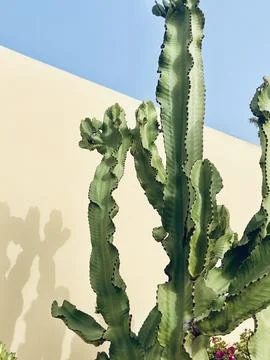 Minimalist view of a green cactus succulent with cream wall Stock Photos