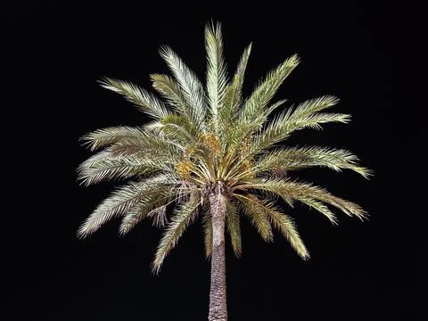 Minimalist view of lone palm tree at night, single palm trunk with radiant Stock Photos