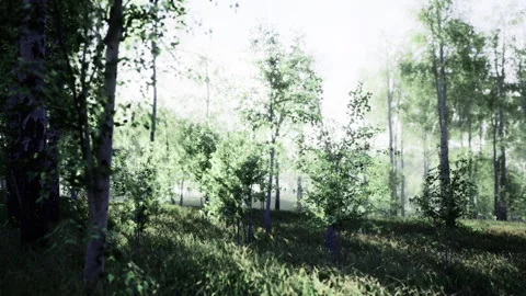 Minimalist wallpaper featuring bright birch slope with glowing highlights Stock Footage 339626481