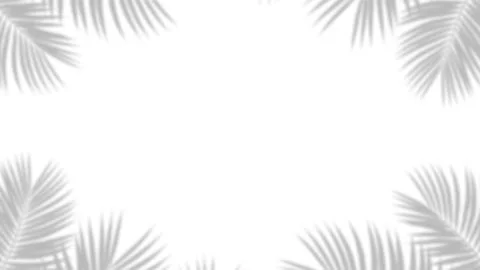 Minimalist white background with soft grey tropical palm leaf shadows frami.. Stock Illustration