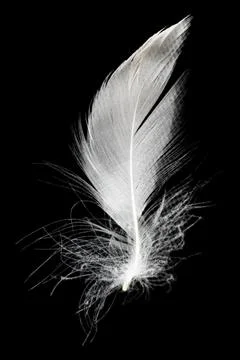 Minimalist white feather macro texture isolated on black background Stock Photos
