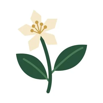 Minimalist white flower vector illustration Иллюстрация