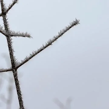 Minimalist Winter Branch With Sharp Hoar Frost And Copy Space Foto stock