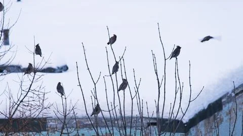 A minimalist winter composition featuring a group of waxwings perched on thin Stock Photos