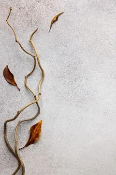 Minimalistic Autumn Composition with Twisted Branches and Dry Leaves on Con.. Stock Photos