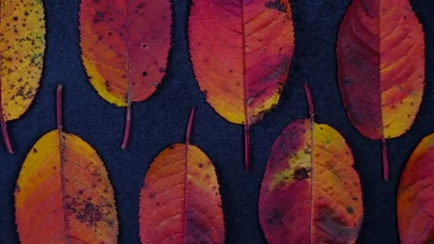 Minimalistic composition with autumn colorful cherry leaves lying in a row on a Stock Footage 167560045