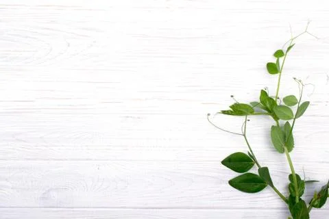 Minimalistic composition with branches of green pea on the white wooden table Foto stock