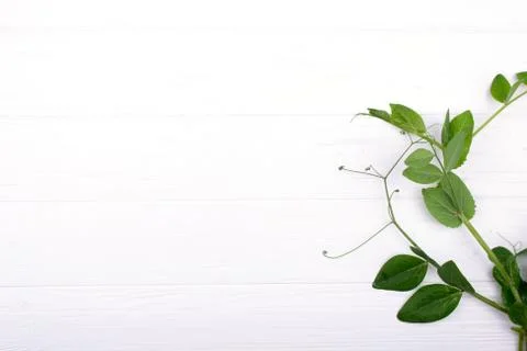 Minimalistic composition with branches of green pea on the white wooden table Stock Photos