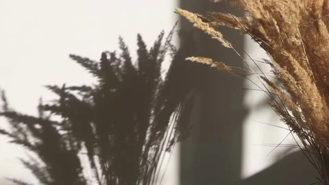 Minimalistic composition with dried flowers of pampas grass Stock Footage 164842249