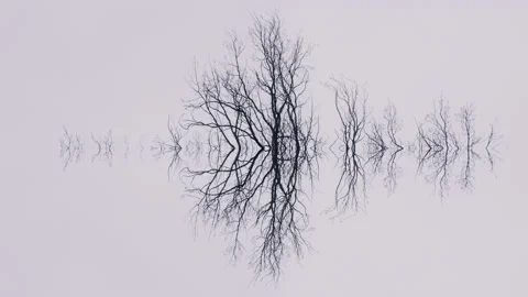 Minimalistic, empty natural scene. Negative space, trees reflection. Stock Footage 148480335