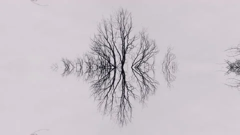 Minimalistic, empty nature. Trees reflecting in water, foggy scene. Stock Footage 148484149