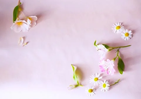 Minimalistic flower composition on light background with empty space for te.. Stock Photos