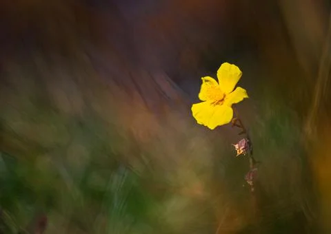Minimalistic flower Stock-Fotos