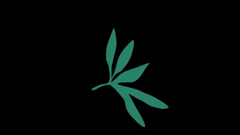 Minimalistic green leaf on black background, elegant botanical animation fo.. Stock Footage 320186133