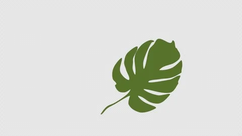 Minimalistic green monstera leaf on dark background, modern botanical anima.. Stock Footage 320009735