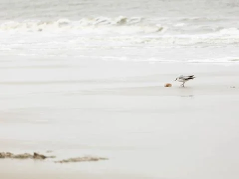Minimalistic image of a seagull on a beach looking at a jelly fish Stock Photos