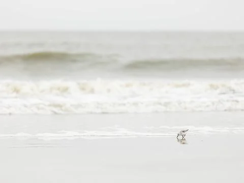 Minimalistic image of a seagull on a beach Stock Photos