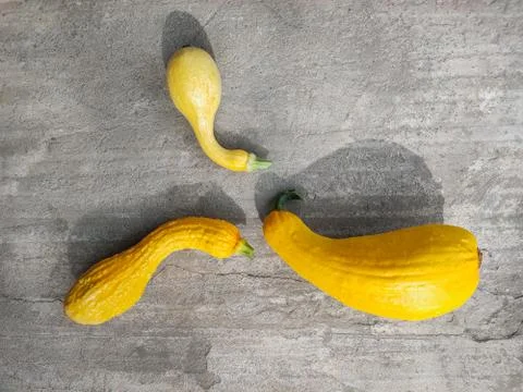 A minimalistic layout of decorative yellow pumpkins that lie on a concrete su Stock Photos