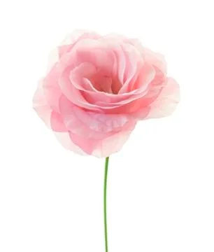 Minimalistic pink eustoma isolated on white background Stock Photos