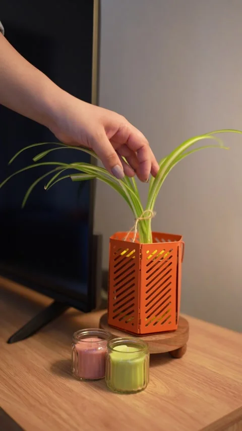 Minimalistic plant decor Stock Footage 336874033