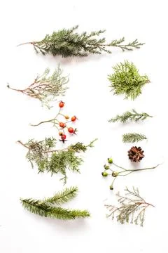 Minimalistic Reindeer Face Stock Photos