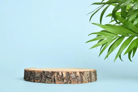 Minimalistic scene of a lying tree on a light blue background with foliage Foto stock