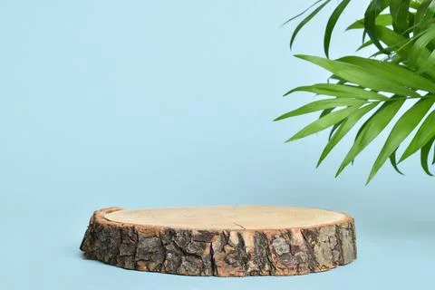 Minimalistic scene of a lying tree on a light blue background with foliage. P Stock Photos