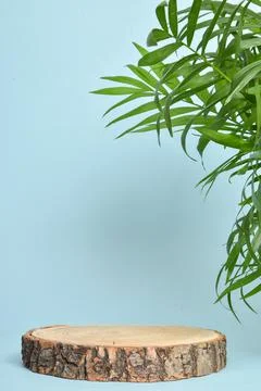 Minimalistic scene of a lying tree on a light blue background with foliage. Fotos de archivo