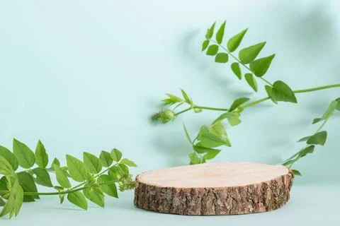 Minimalistic scene of a lying tree on a light blue background with foliage. Stock Photos