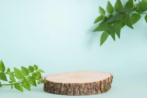 Minimalistic scene of a lying tree on a light blue background with foliage. Stock Photos