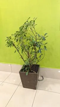 Minimalistic Tree with Few Leaves Stock Photos