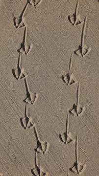 A minimalistic vertical 4K background with natural sandy textures, featurin.. 스톡 일러스트