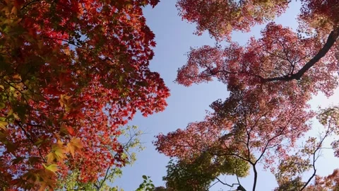 Minimalistic view over red maple leaf trees against blue sky, slow motion Stock Footage 321442724