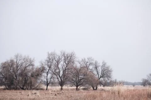 Minimalistic winter landscape with bare trees and dry grass under a grey over Stockfoto's