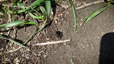 Mining bee (Andrena) digs a new move in sandy ground. Insect life in the wild Stock Footage 152965015
