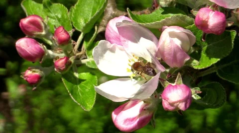 Mining bee (Andrena) Stock Footage 50366812