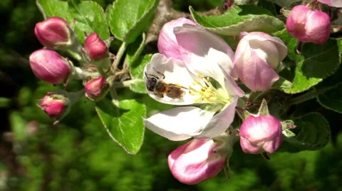 Mining bee (Andrena) Stock Footage 50366939