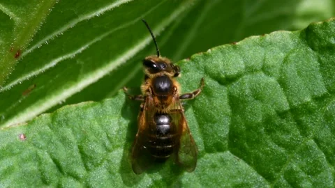 Mining Bee, Andrena Scotica Stock Footage 147860257