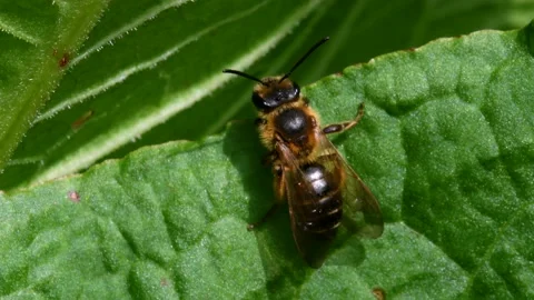 Mining Bee, Andrena Scotica Stockbeeldmateriaal 147860910