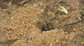 Mining Bee (Andrena sp.) - Female 1 HD Footage