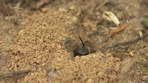 Mining Bee (Andrena sp.) - Female 1 Stock Footage 23610369