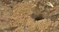 Mining Bee (Andrena sp.) - Female 2 HD Footage