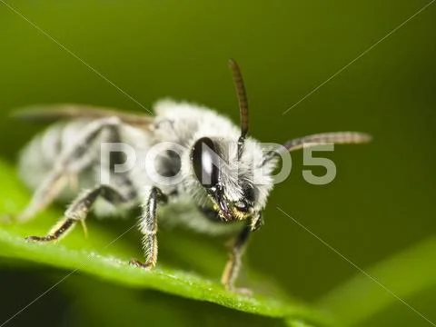 Mining bee (Andrena sp.) Stock Photos