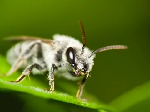 Mining bee (Andrena sp.) Foto stock